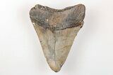 Bargain, Fossil Megalodon Tooth - North Carolina #200719-1